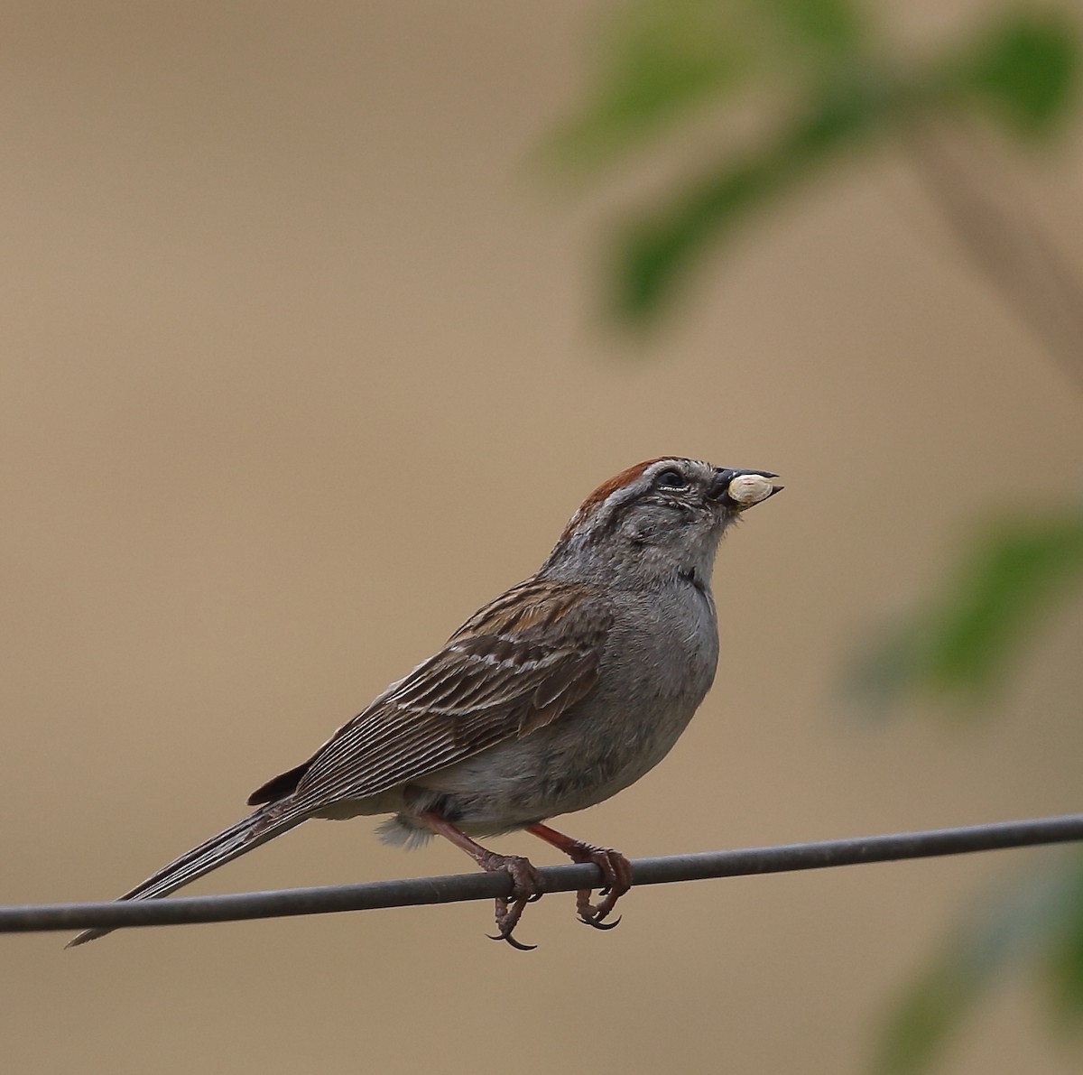 Chipping Sparrow - ML60542541