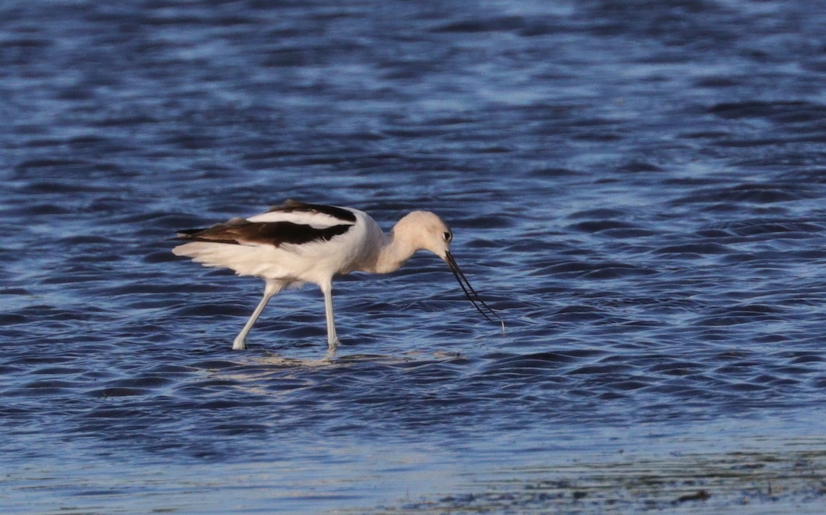 Avocette d'Amérique - ML605425841