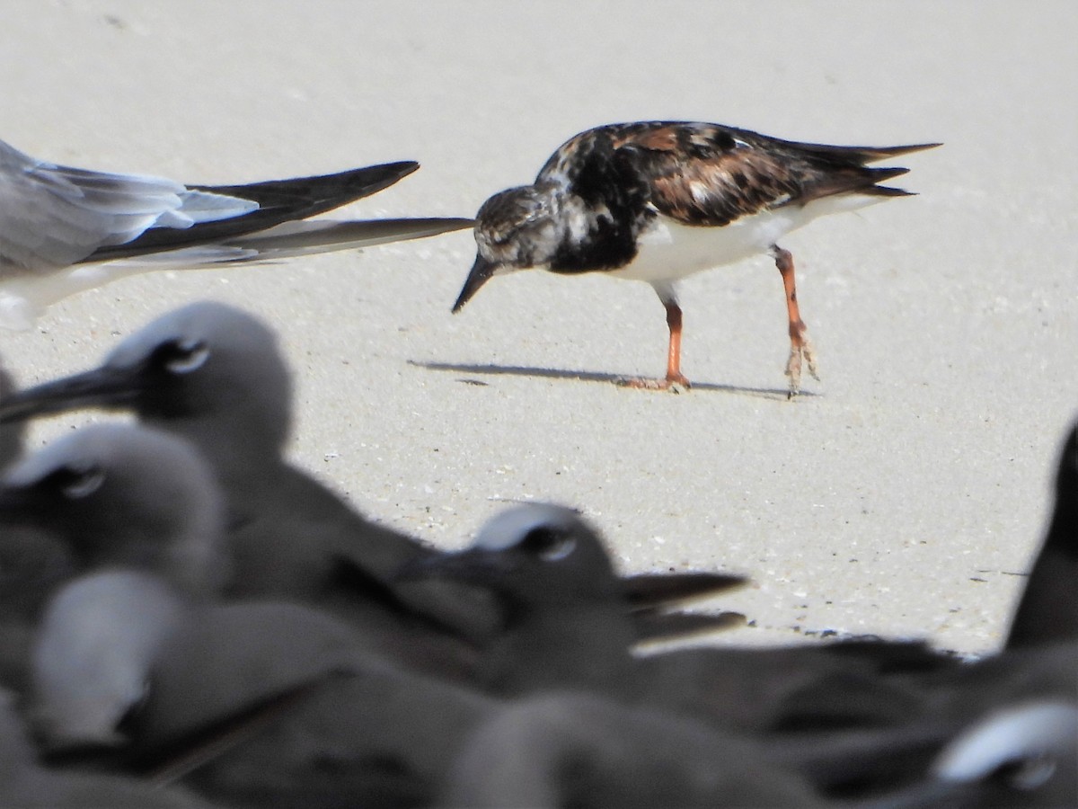 Ruddy Turnstone - ML605425911