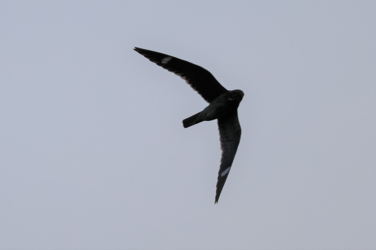 Common Nighthawk - ML605425991