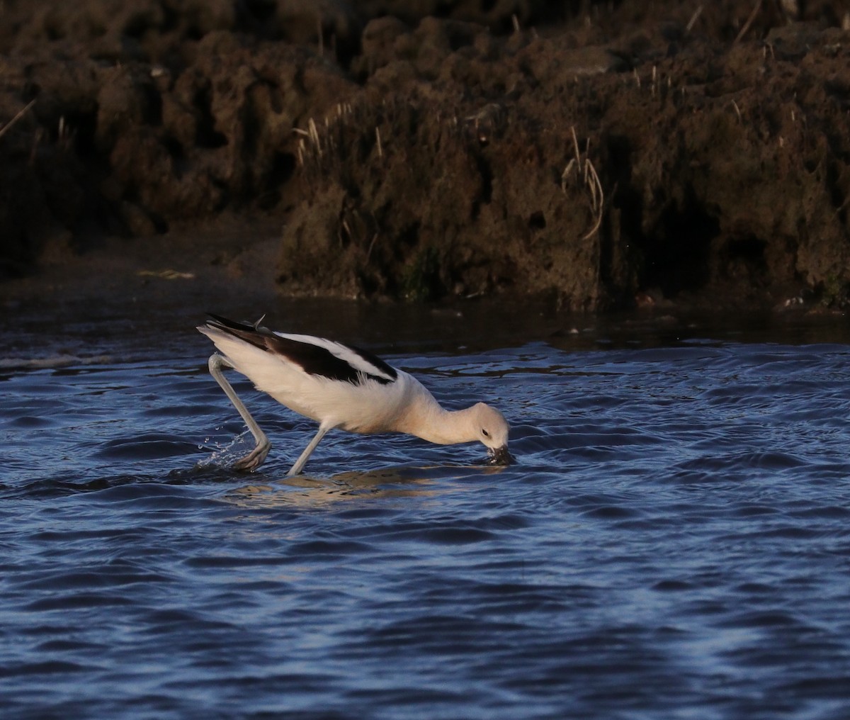 American Avocet - ML605426111