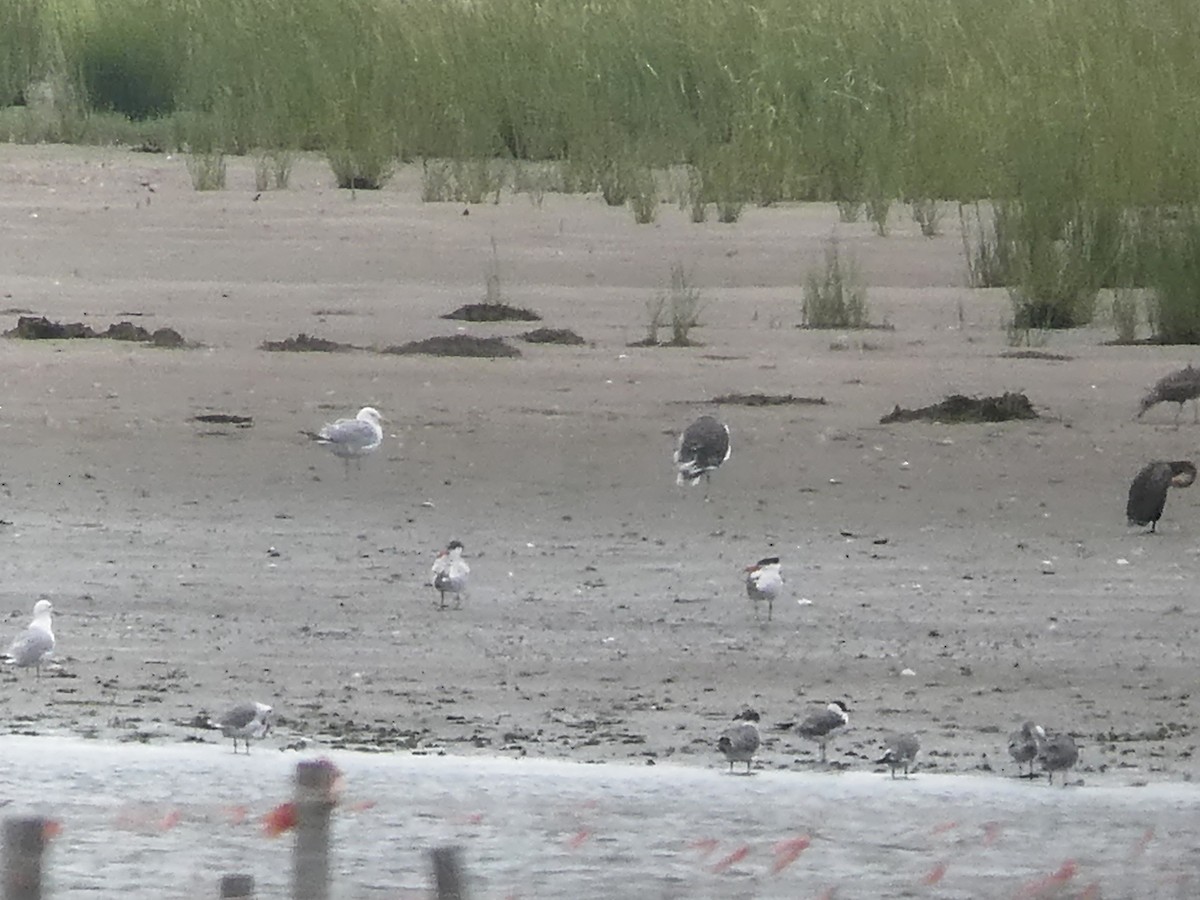 Caspian Tern - ML605426871