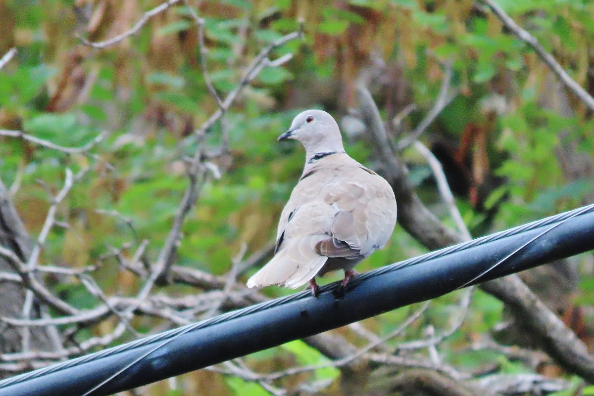 Eurasian Collared-Dove - ML605427181