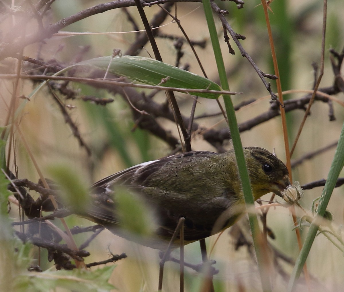 Lesser Goldfinch - ML60542721