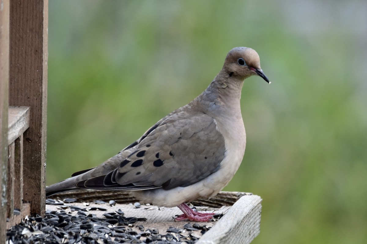 Mourning Dove - ML605427341