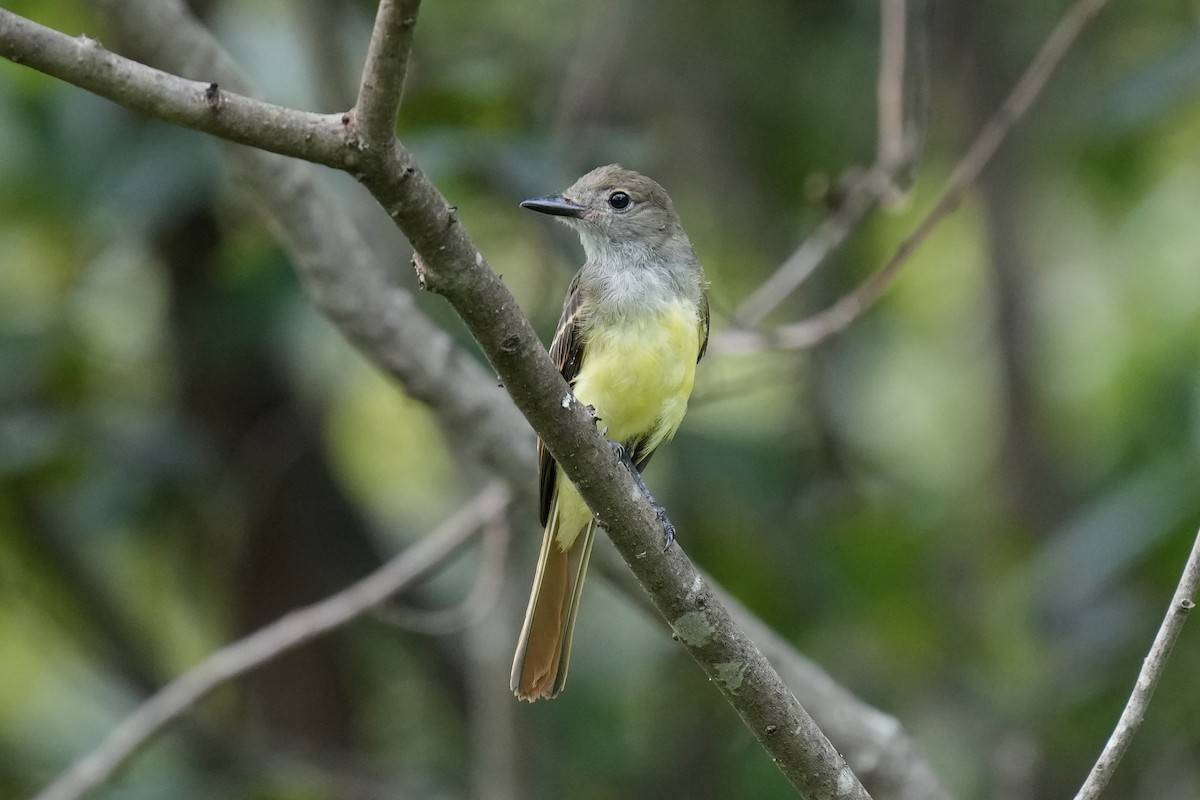 Great Crested Flycatcher - ML605427461