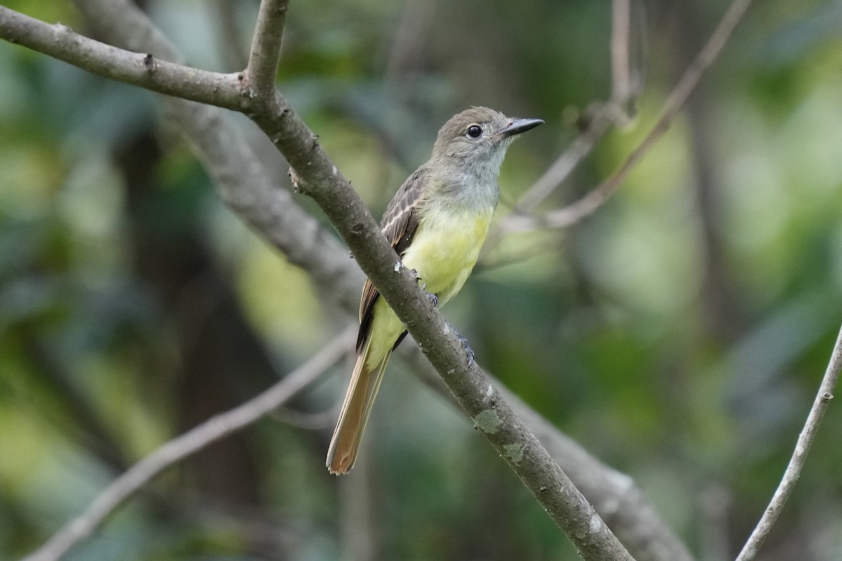 Great Crested Flycatcher - ML605427481