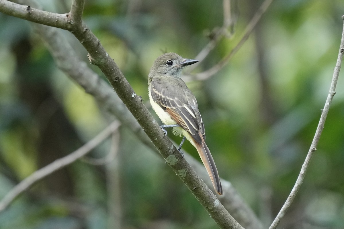 Great Crested Flycatcher - ML605427491