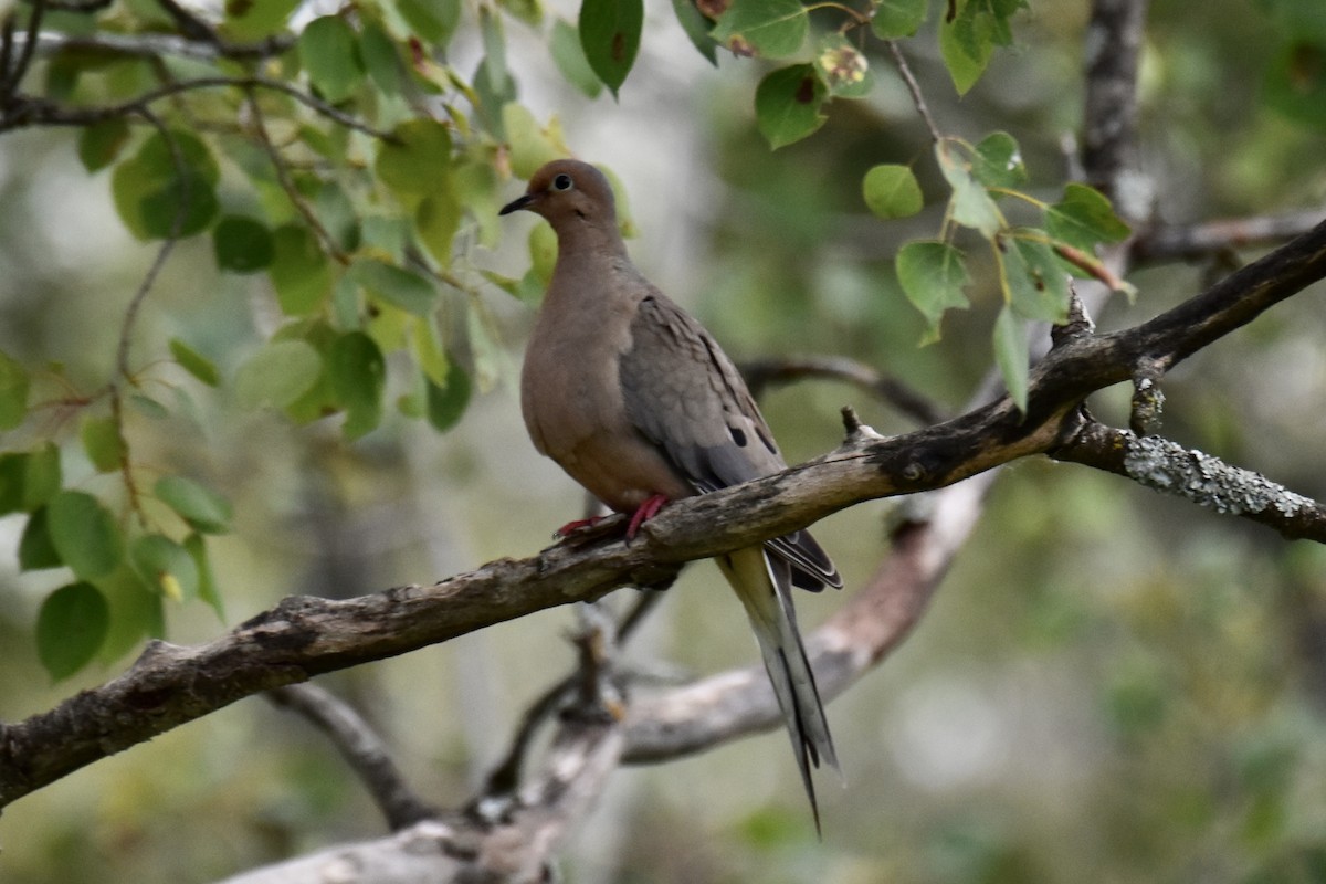 Mourning Dove - ML605427681