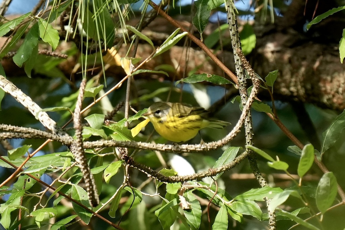 Prairie Warbler - ML605427871