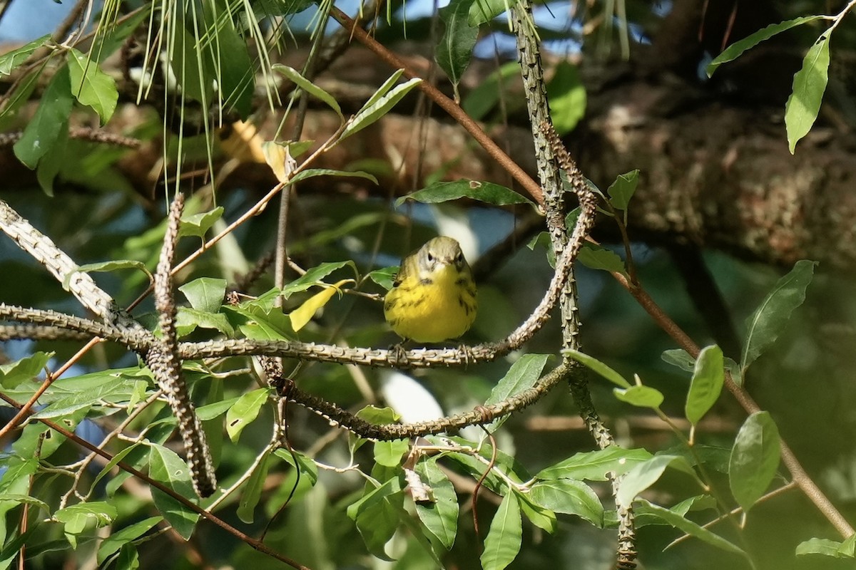 Prairie Warbler - ML605427881