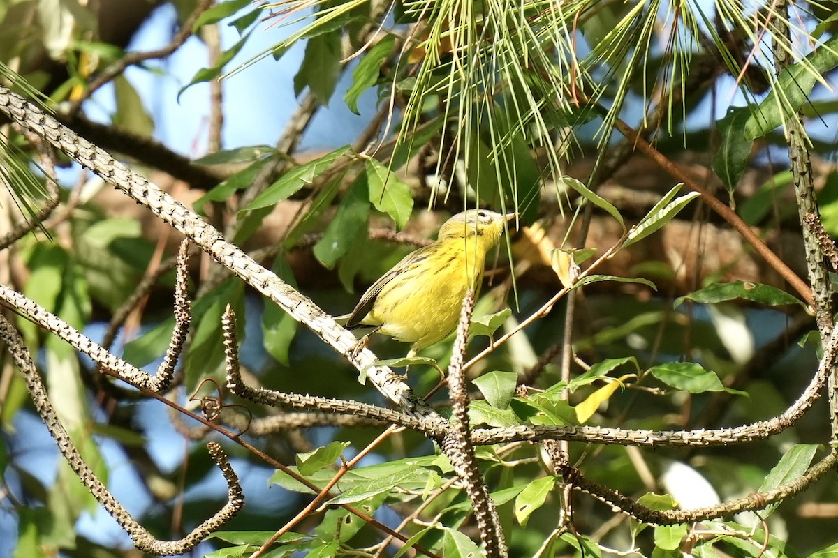Prairie Warbler - ML605427891