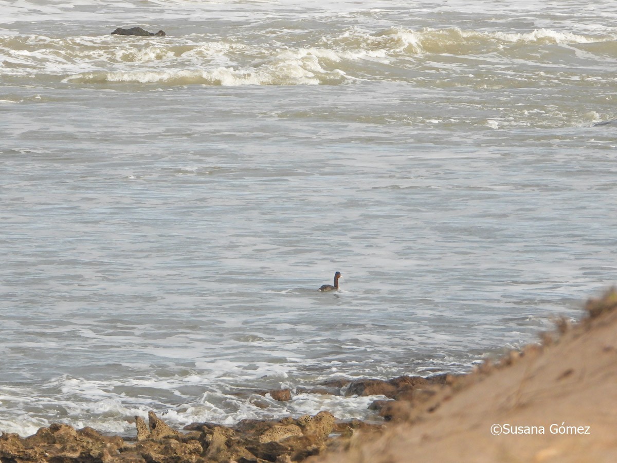 Great Grebe - Susana Gómez