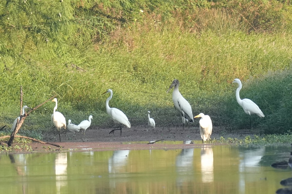 Wood Stork - ML605428591