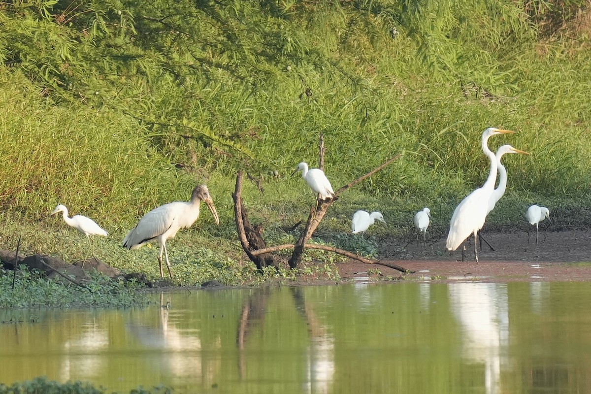 Wood Stork - Melanie Crawford