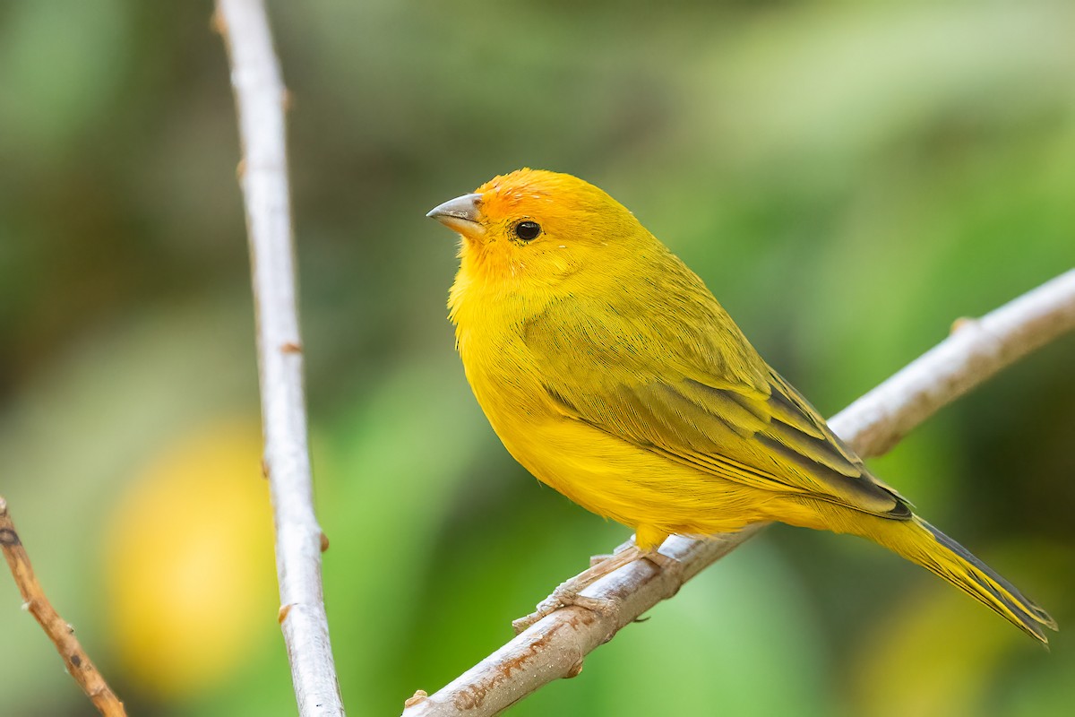 Saffron Finch - ML605428761