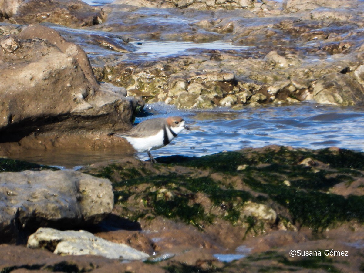 Two-banded Plover - ML605428811