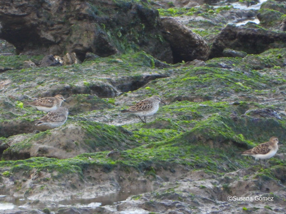 White-rumped Sandpiper - ML605429181