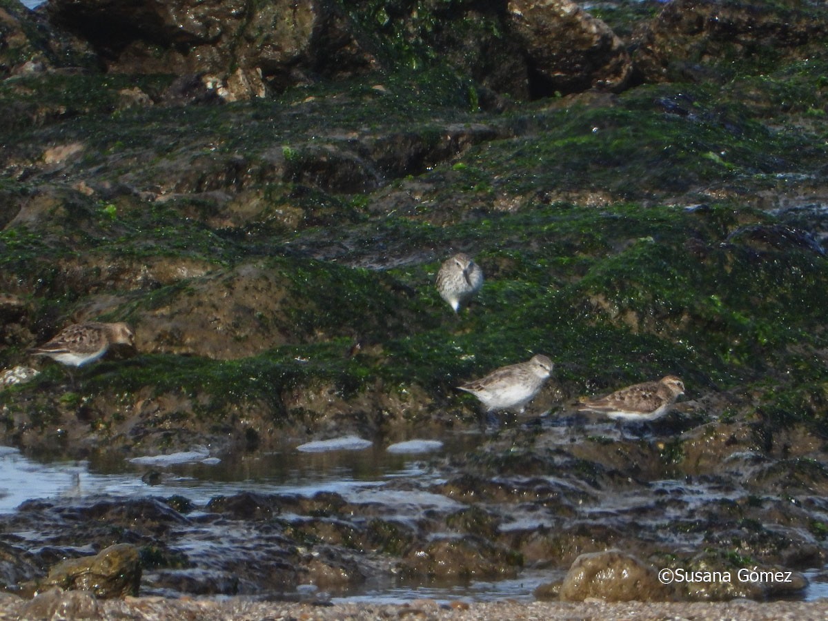 Baird's Sandpiper - ML605429251