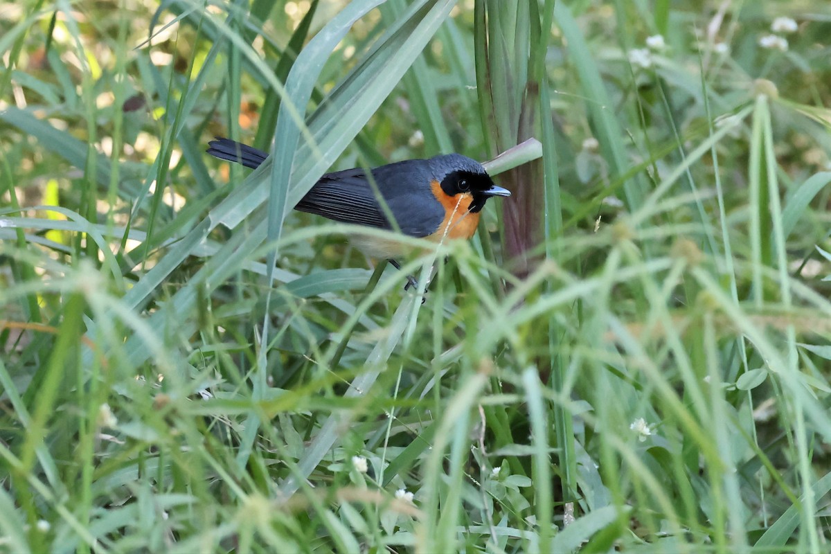 Spectacled Monarch - Mark and Angela McCaffrey