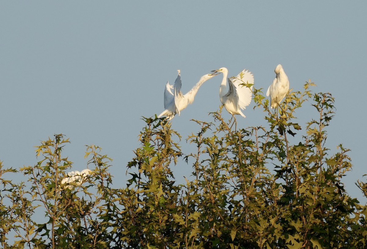 Little Blue Heron - ML605429621