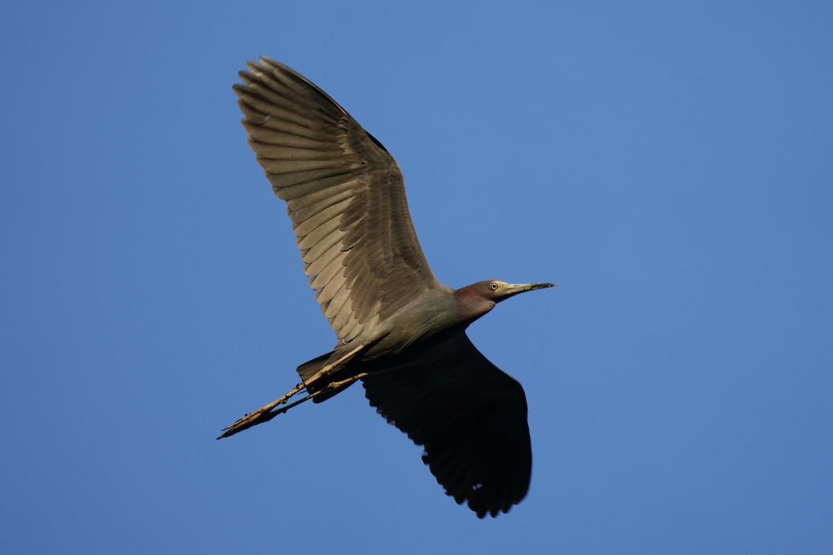 Little Blue Heron - ML605429641