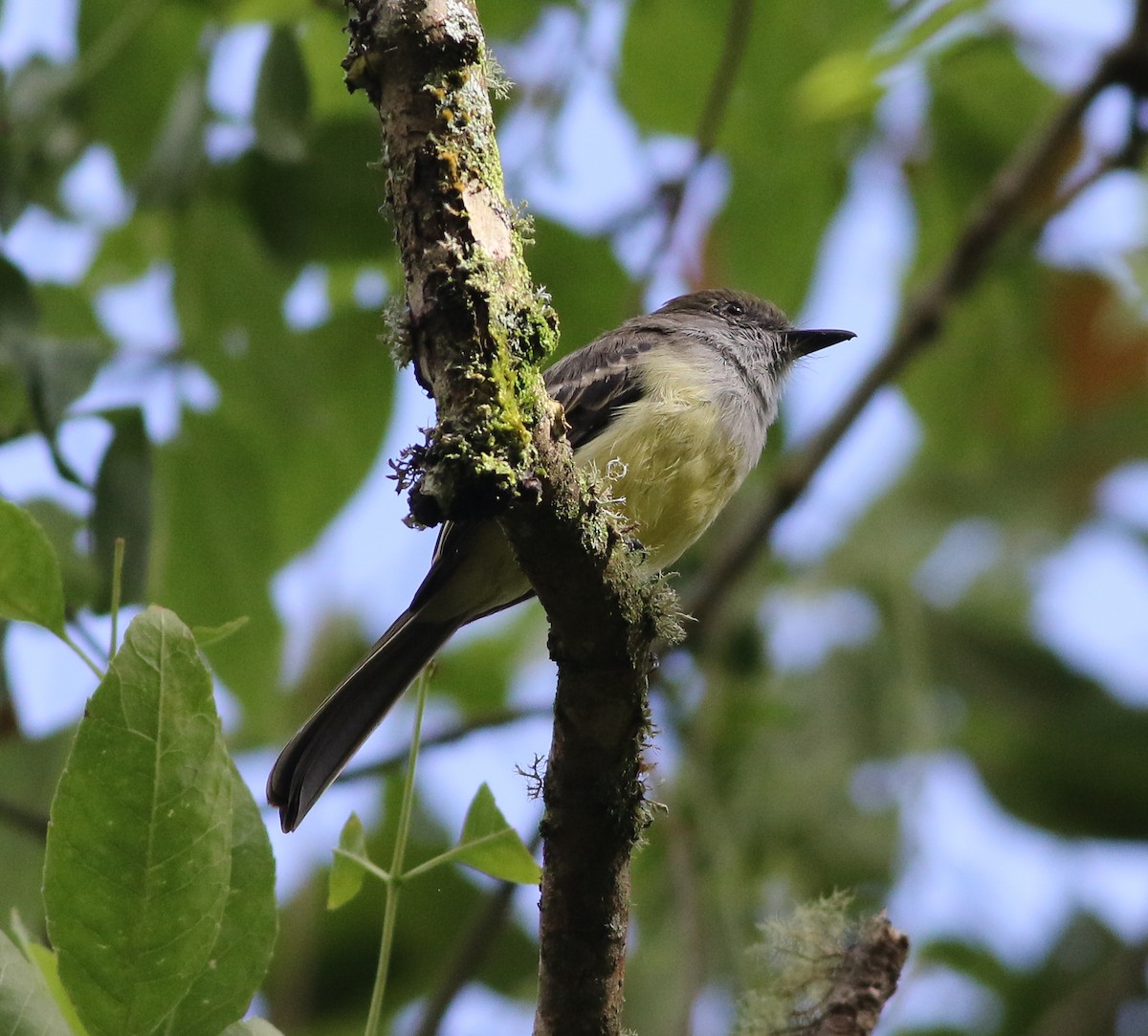 Pale-edged Flycatcher - ML605430231