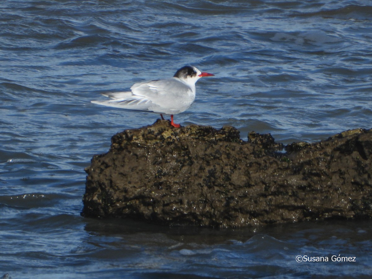 South American Tern - ML605430481