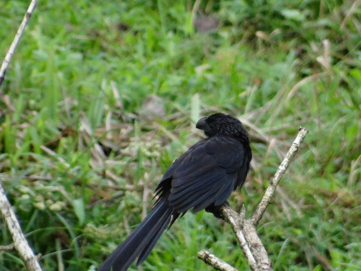 Groove-billed Ani - Jackson Gross