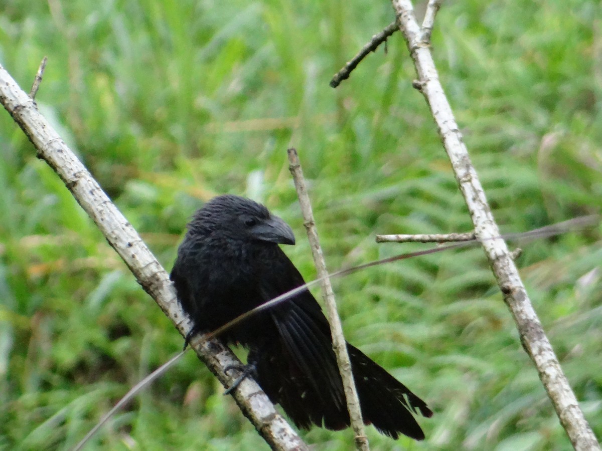 Groove-billed Ani - Jackson Gross