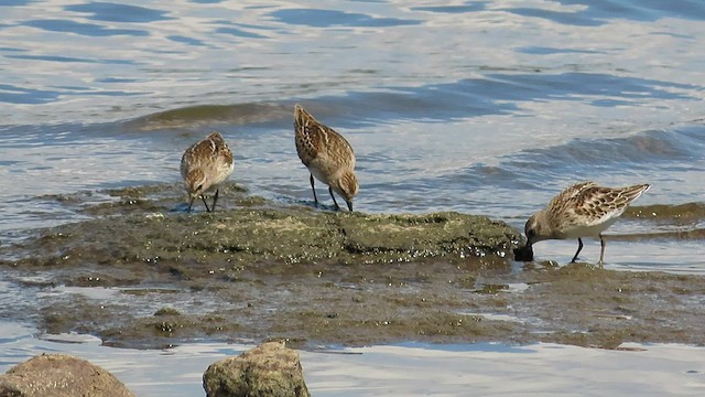 Least Sandpiper - ML605431461