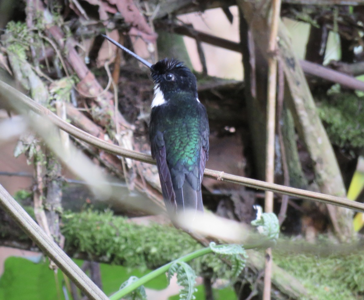 Collared Inca - Chris Murrell