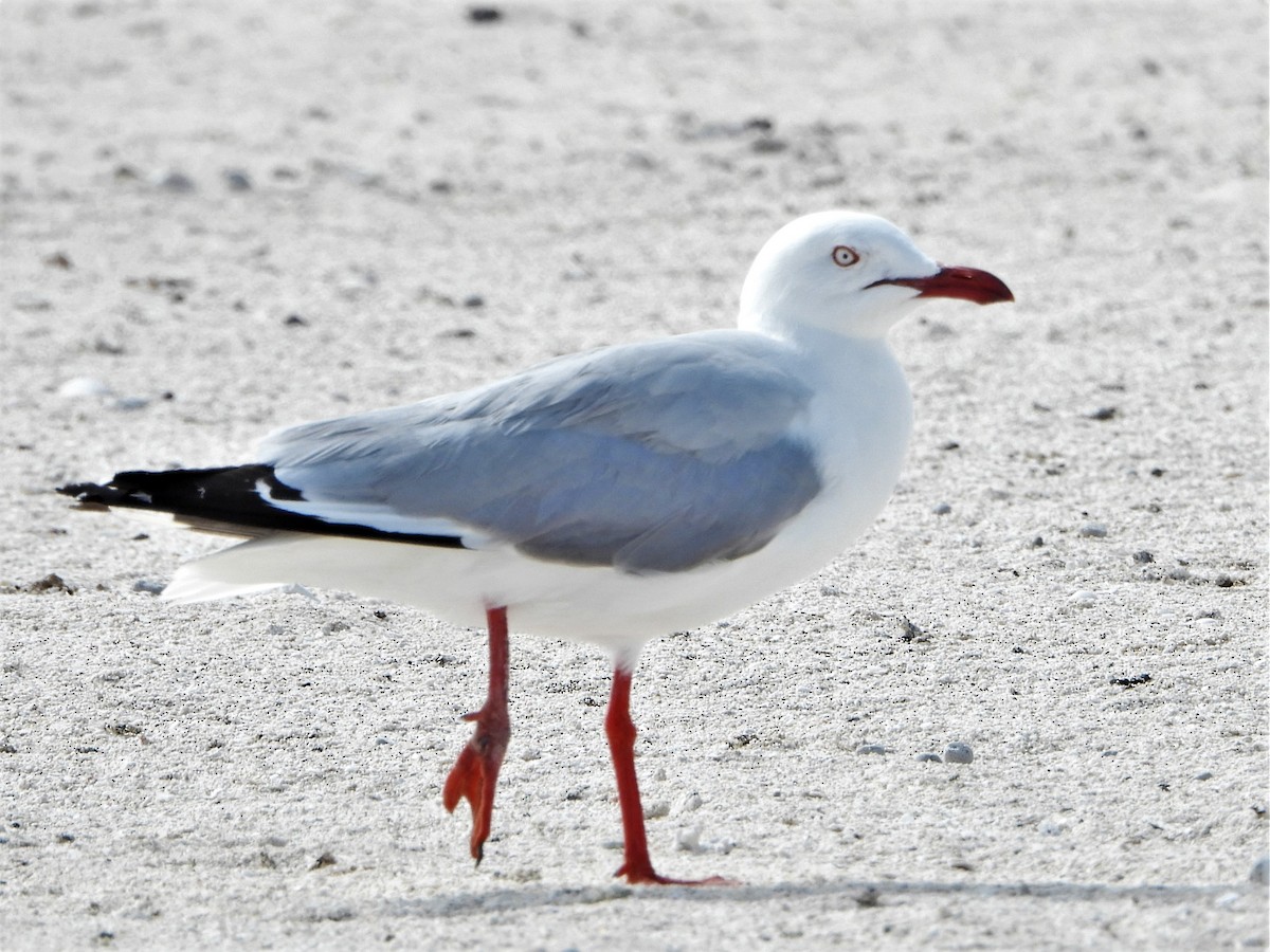 ギンカモメ（novaehollandiae／forsteri） - ML605432151