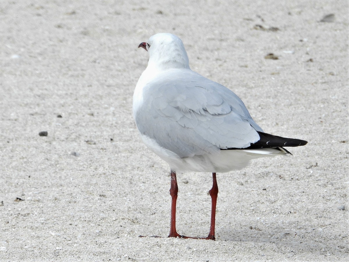 紐澳紅嘴鷗(novaehollandiae/forsteri) - ML605432191