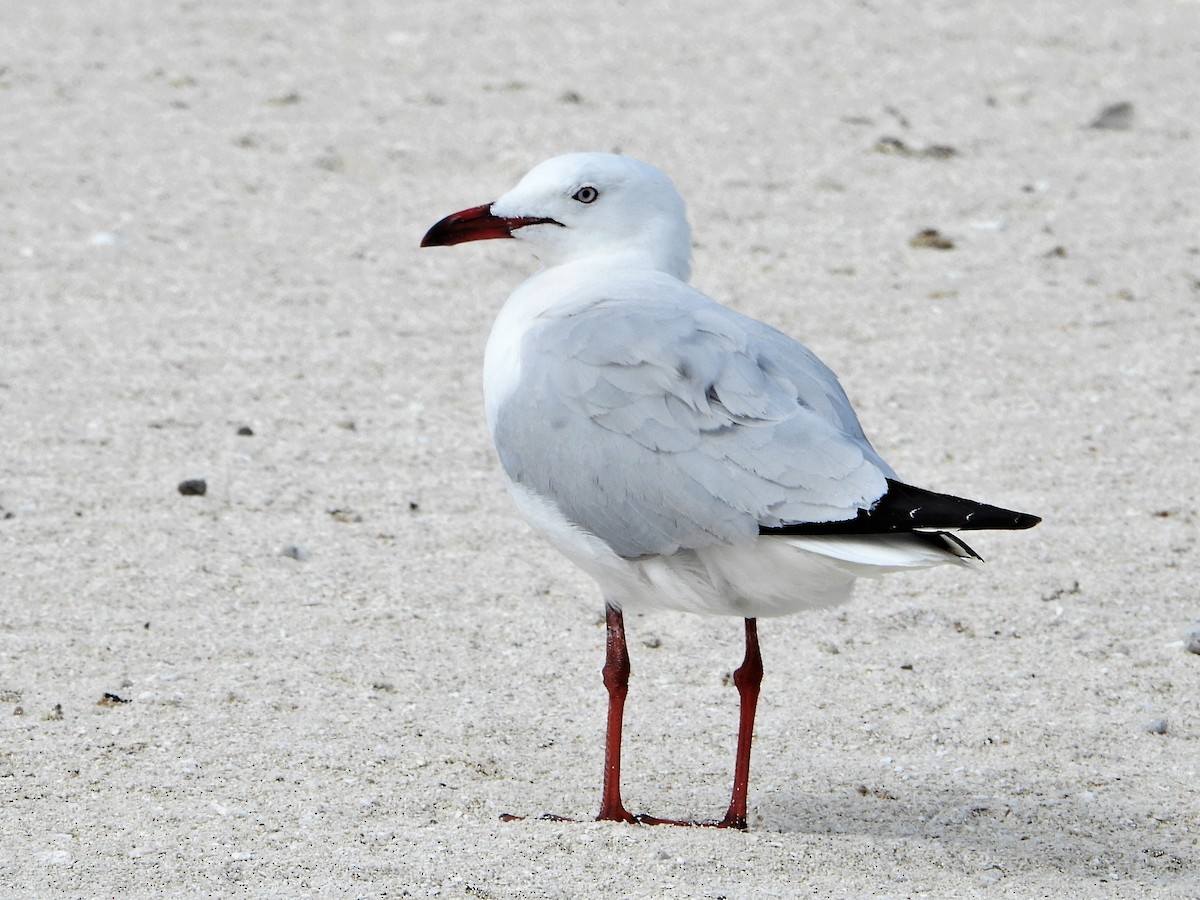 Mouette argentée (novaehollandiae/forsteri) - ML605432201