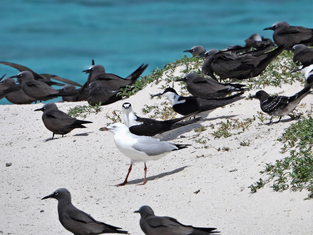 racek australský (ssp. novaehollandiae/forsteri) - ML605432291