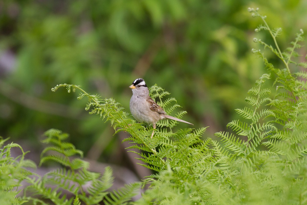 Bruant à couronne blanche (pugetensis) - ML60543281