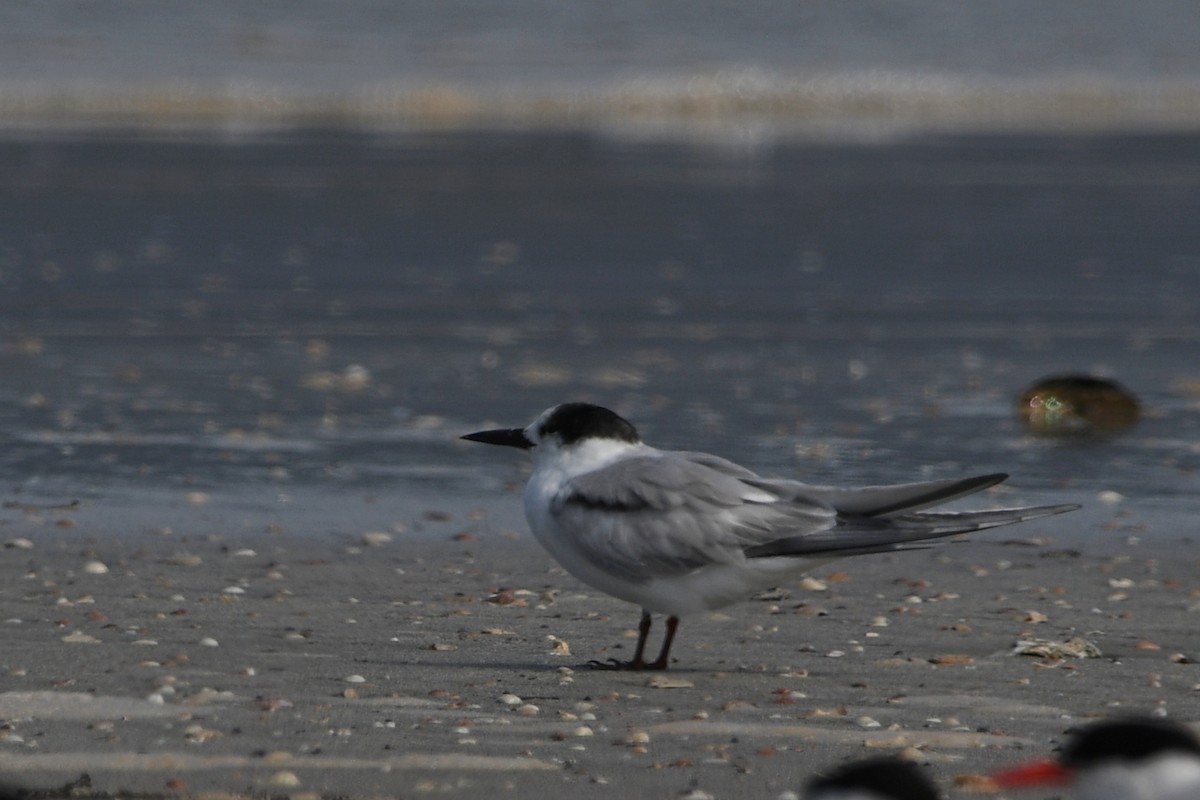 Common Tern - ML605432941