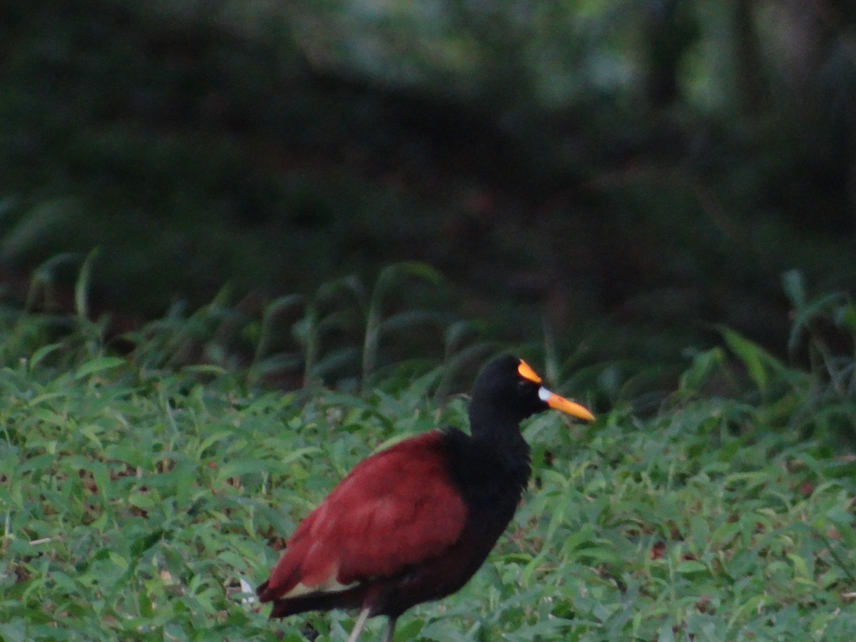 Northern Jacana - ML605433351