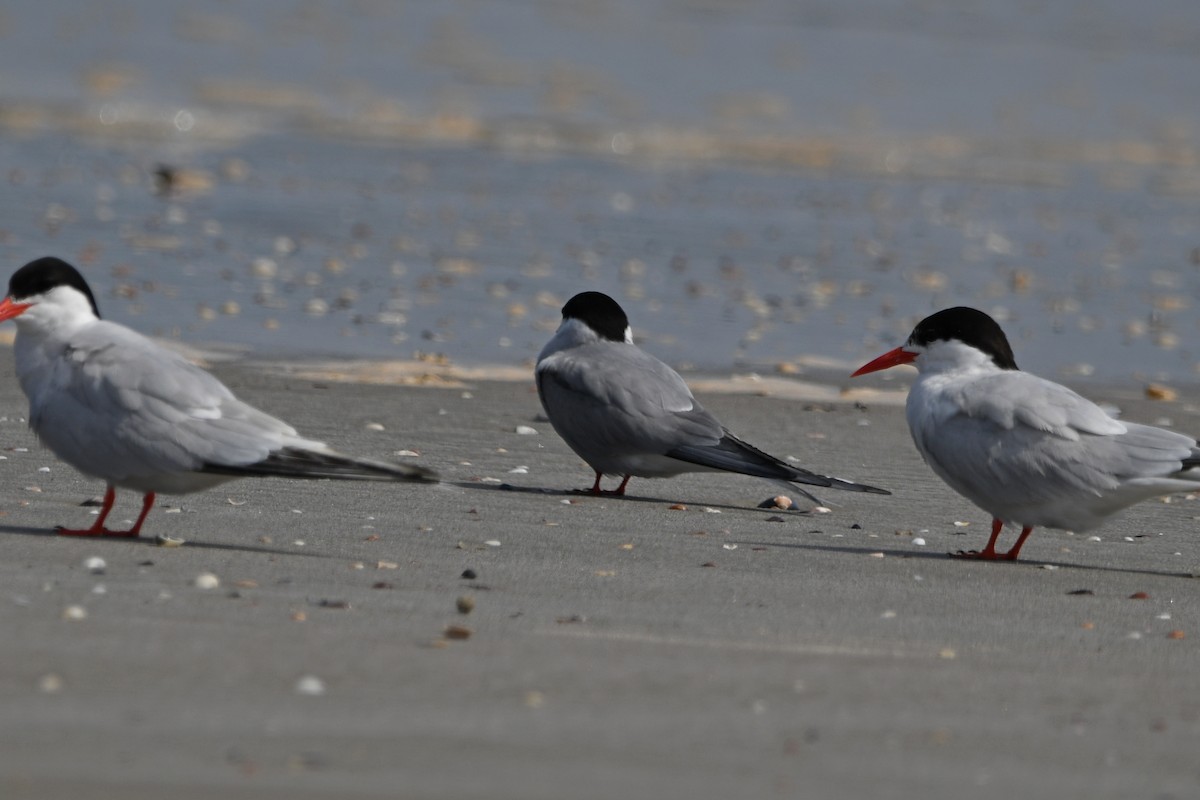 Arctic Tern - ML605433741