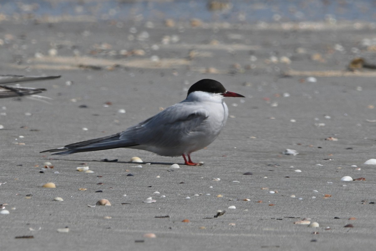 Arctic Tern - ML605433801