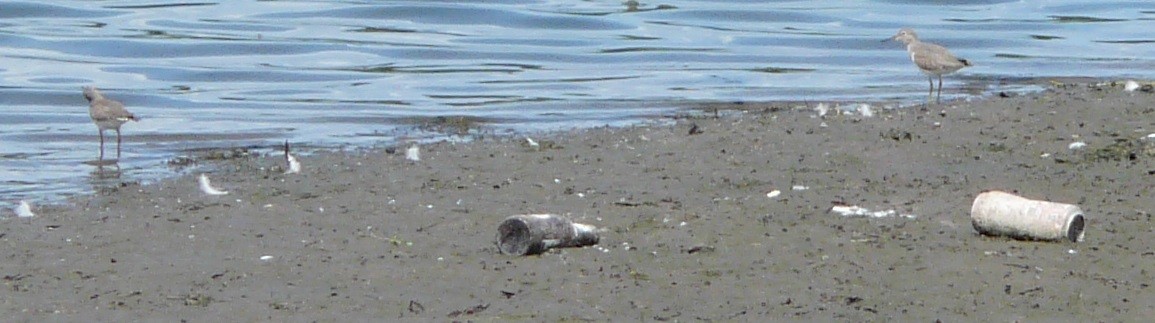 Spotted Sandpiper - ML605433921