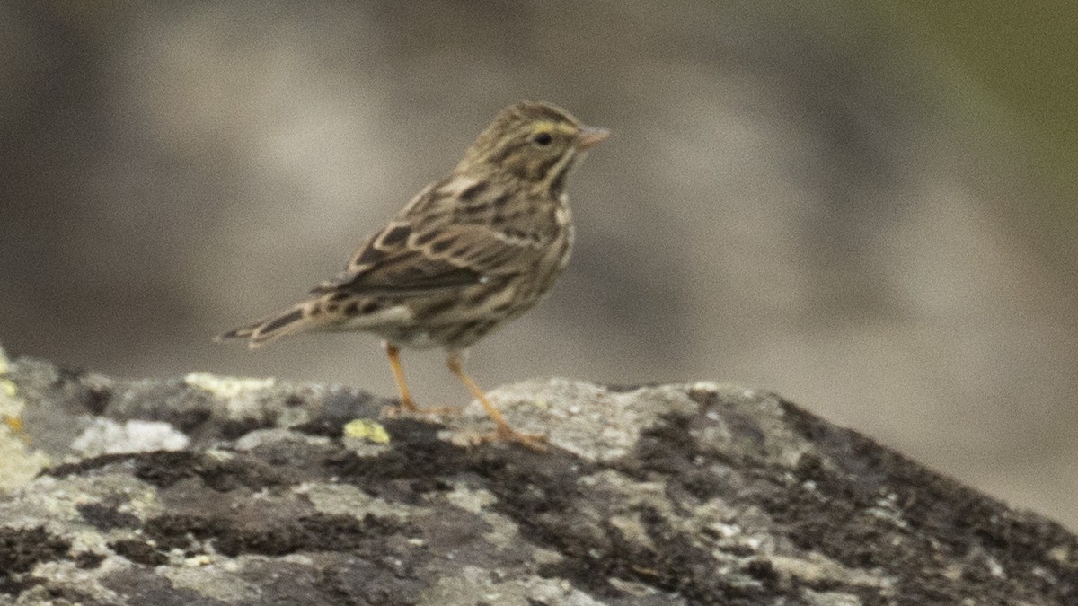 Savannah Sparrow - ML605435071