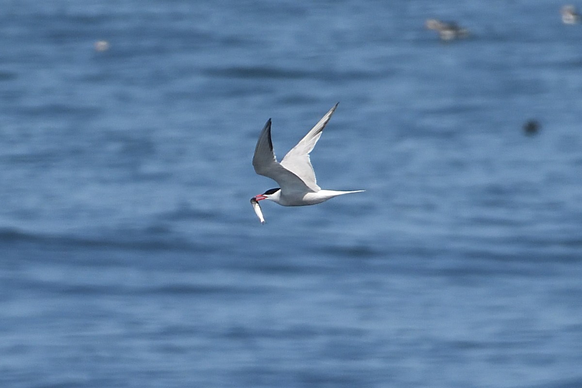 Common Tern - ML605435261