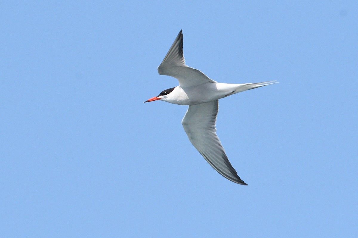 Common Tern - ML605435291