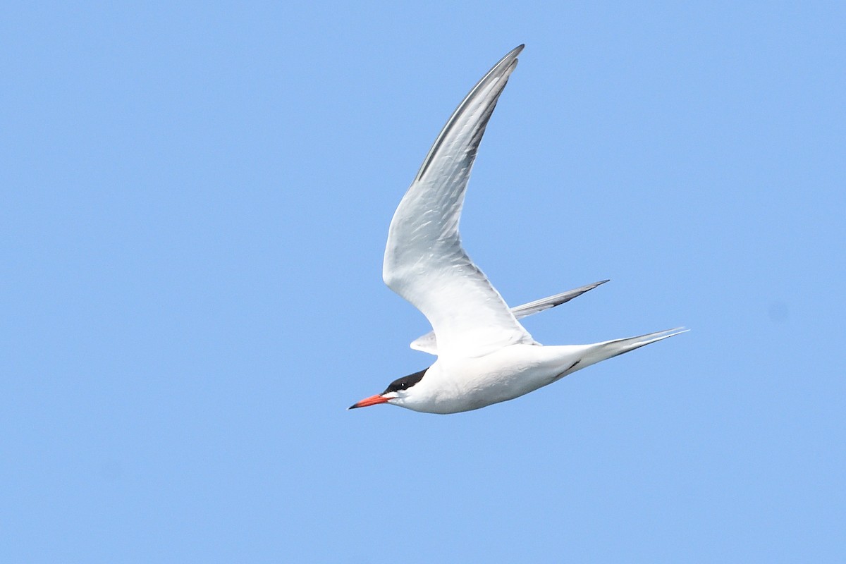 Common Tern - ML605435301