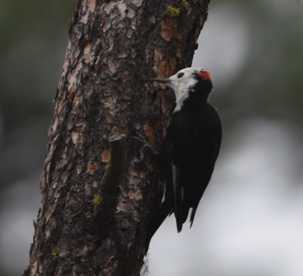 White-headed Woodpecker - ML605435351