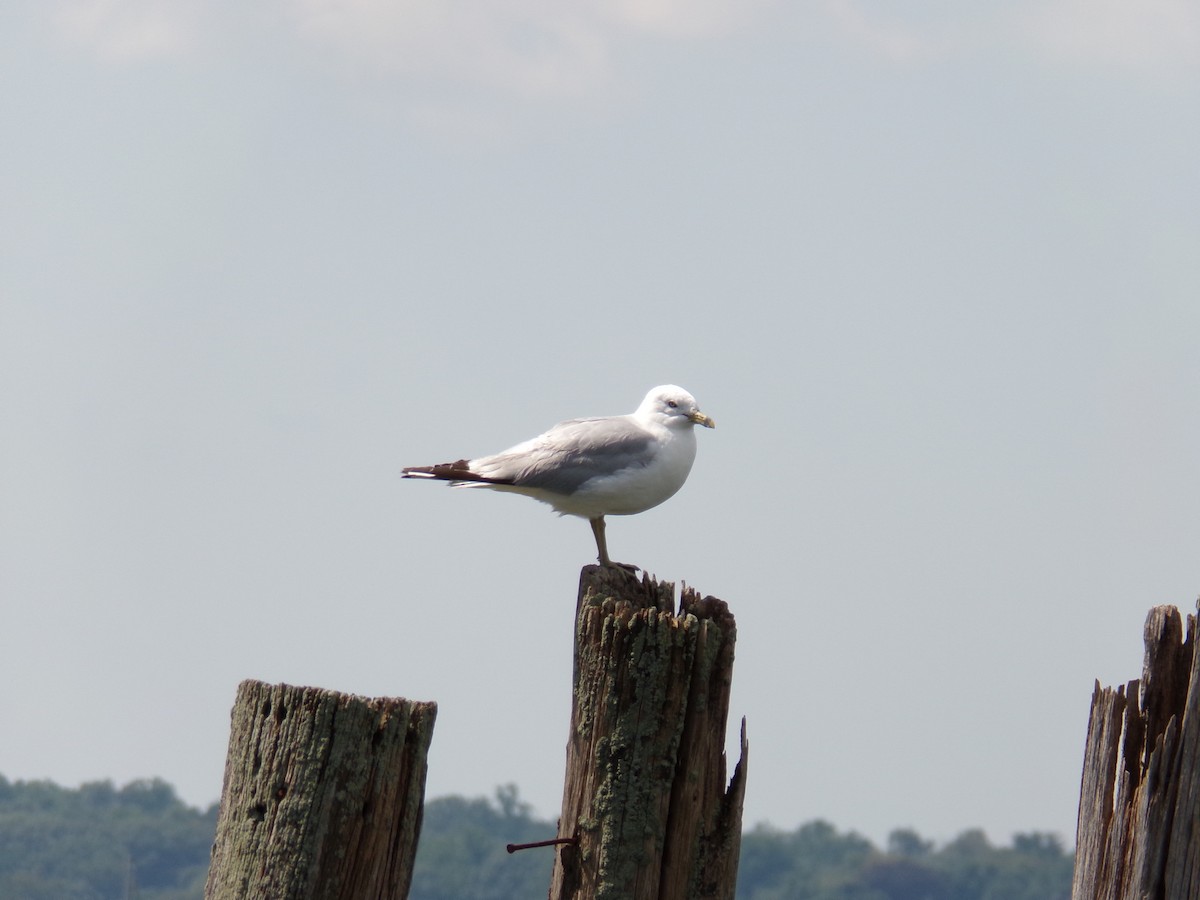 Ring-billed Gull - ML605435481