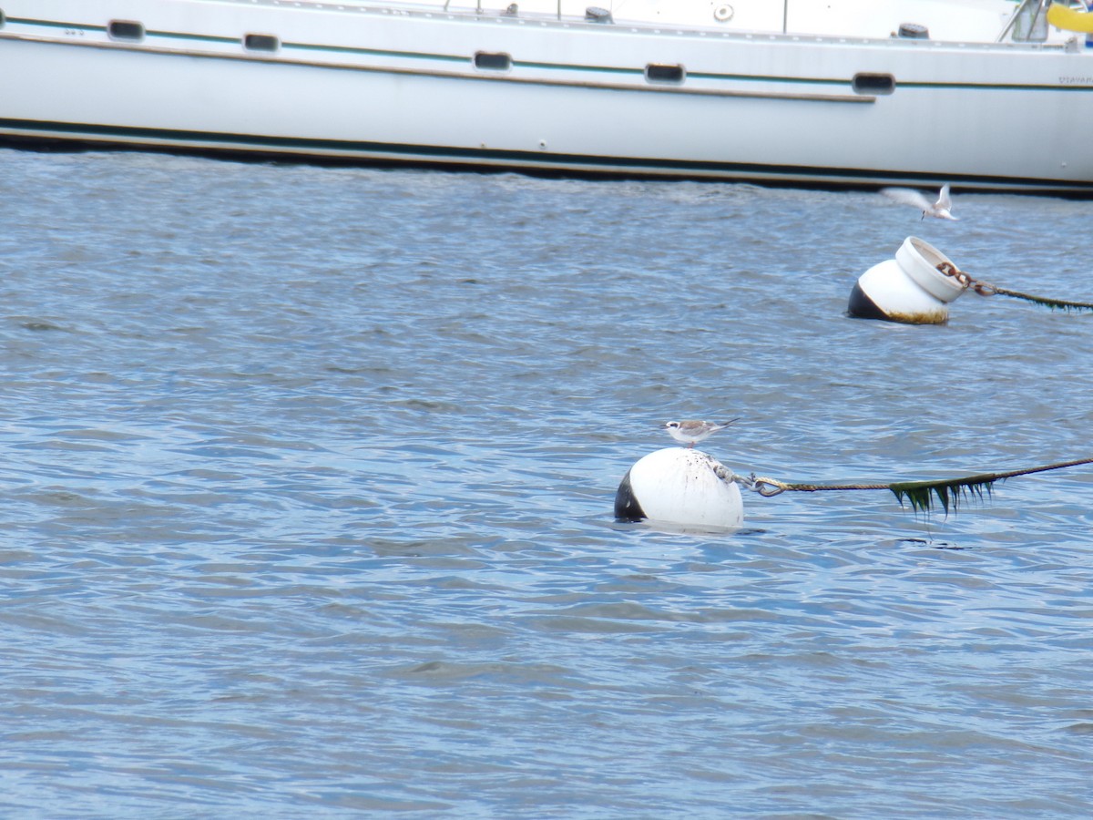 Forster's Tern - ML605435511