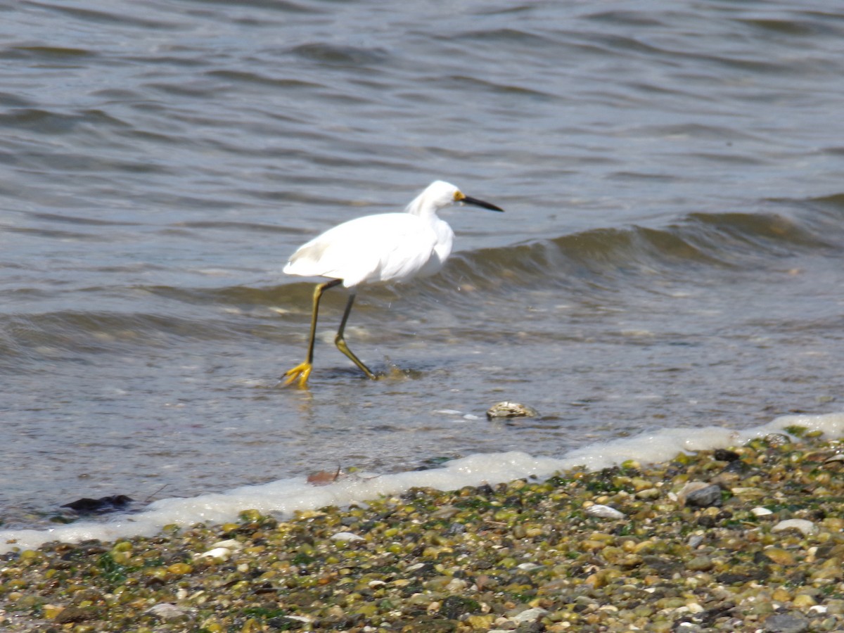 Snowy Egret - ML605435621